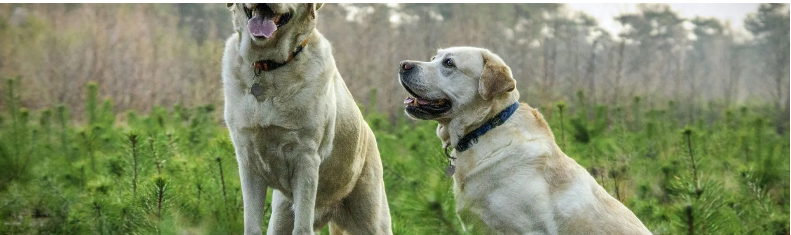 Agente exclusivo Adeslas seguros Mascotas