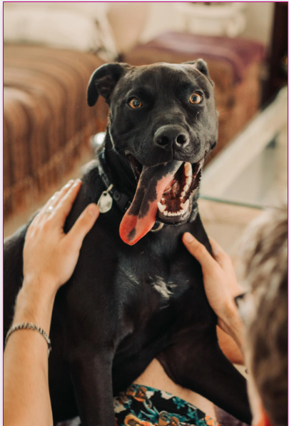 Seguro Perros PPP Adeslas